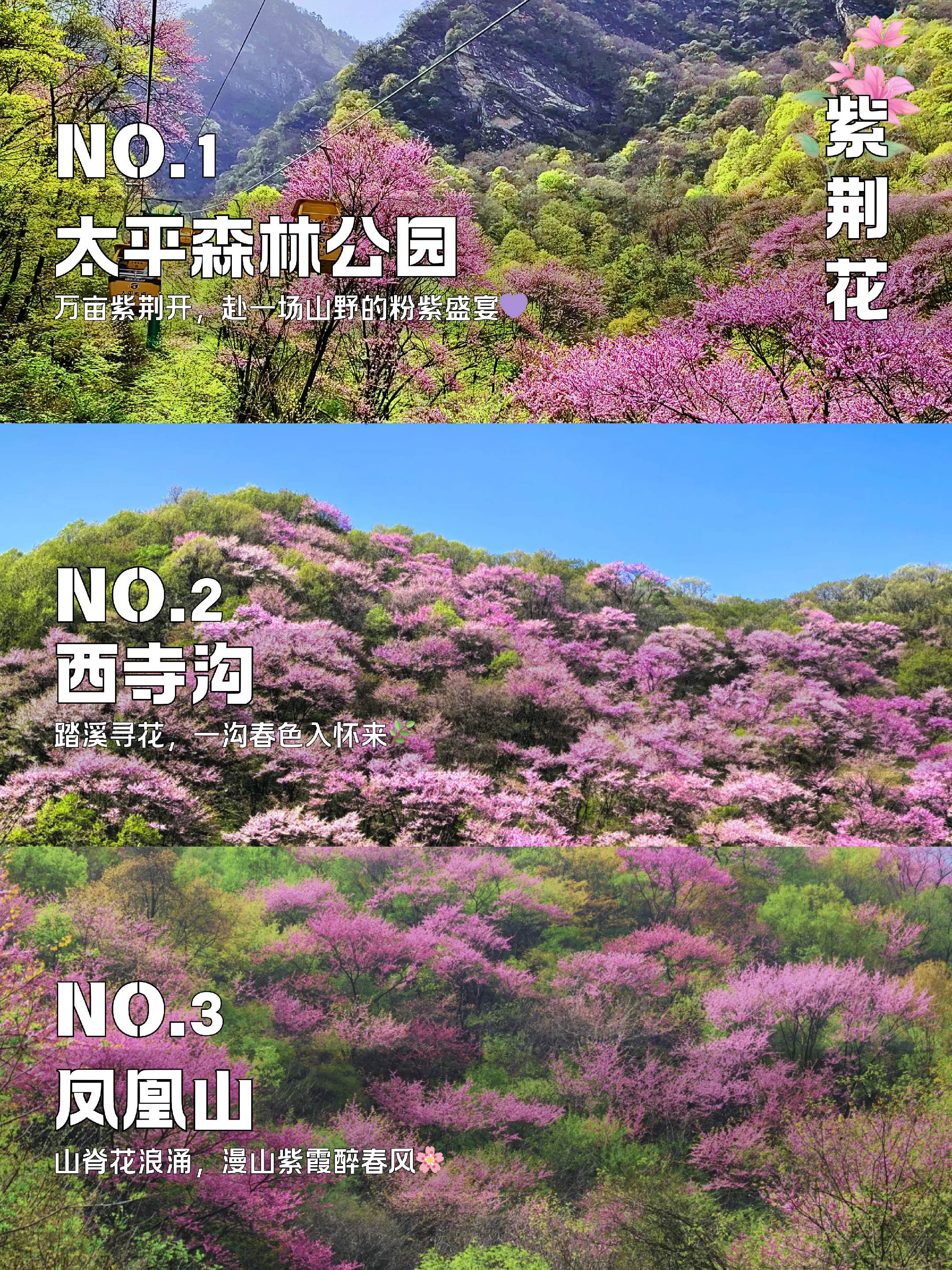 周边4～5月6大赏花地❗紫荆花+白鹃梅。西安的春天藏在秦岭山野里🌿 ...