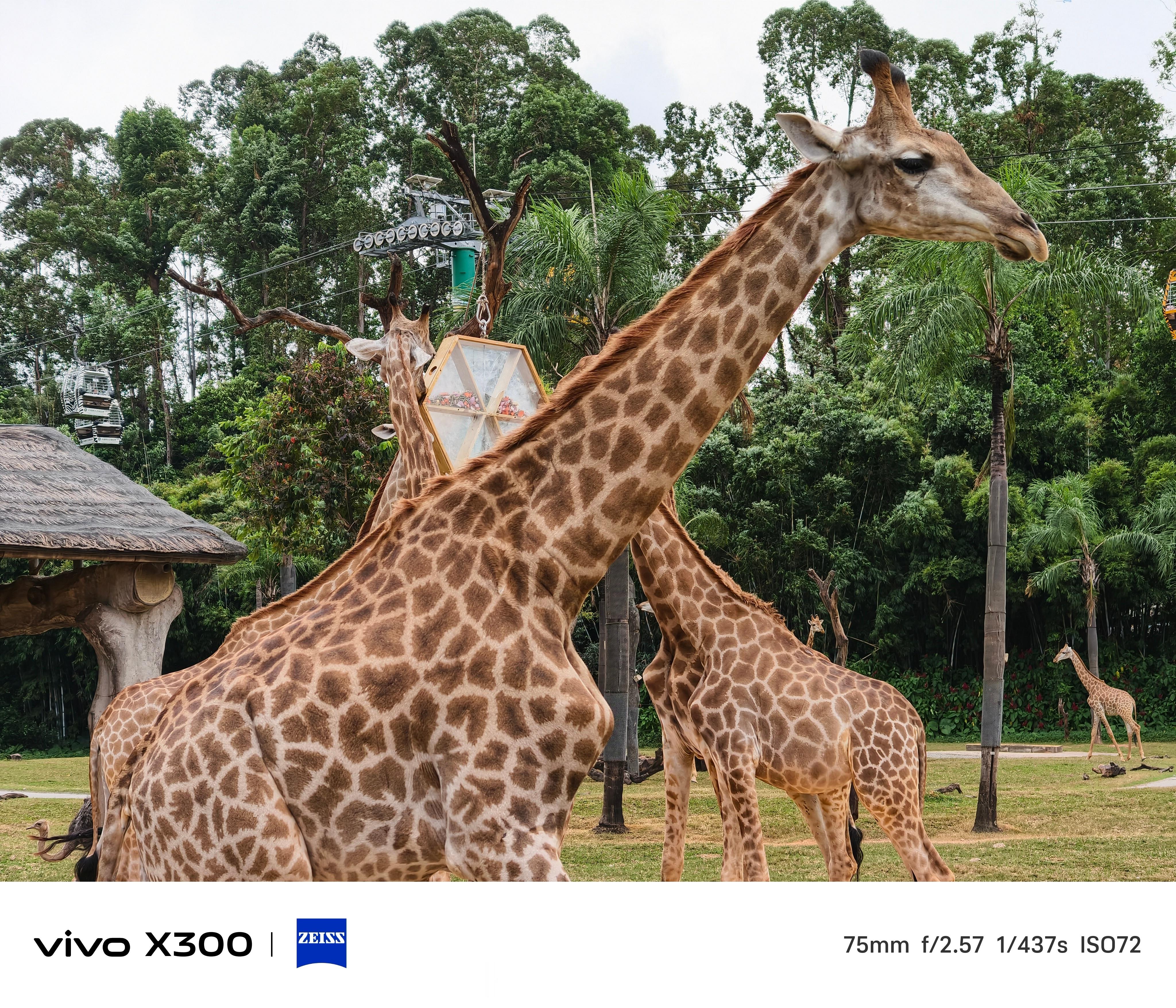 打卡长隆动物园[doge][doge][doge]  ​​​