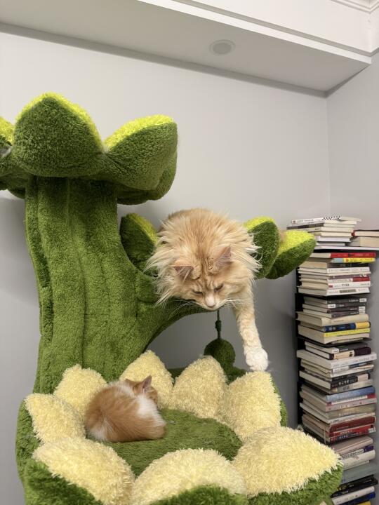 进来看缅因猫带孩子
