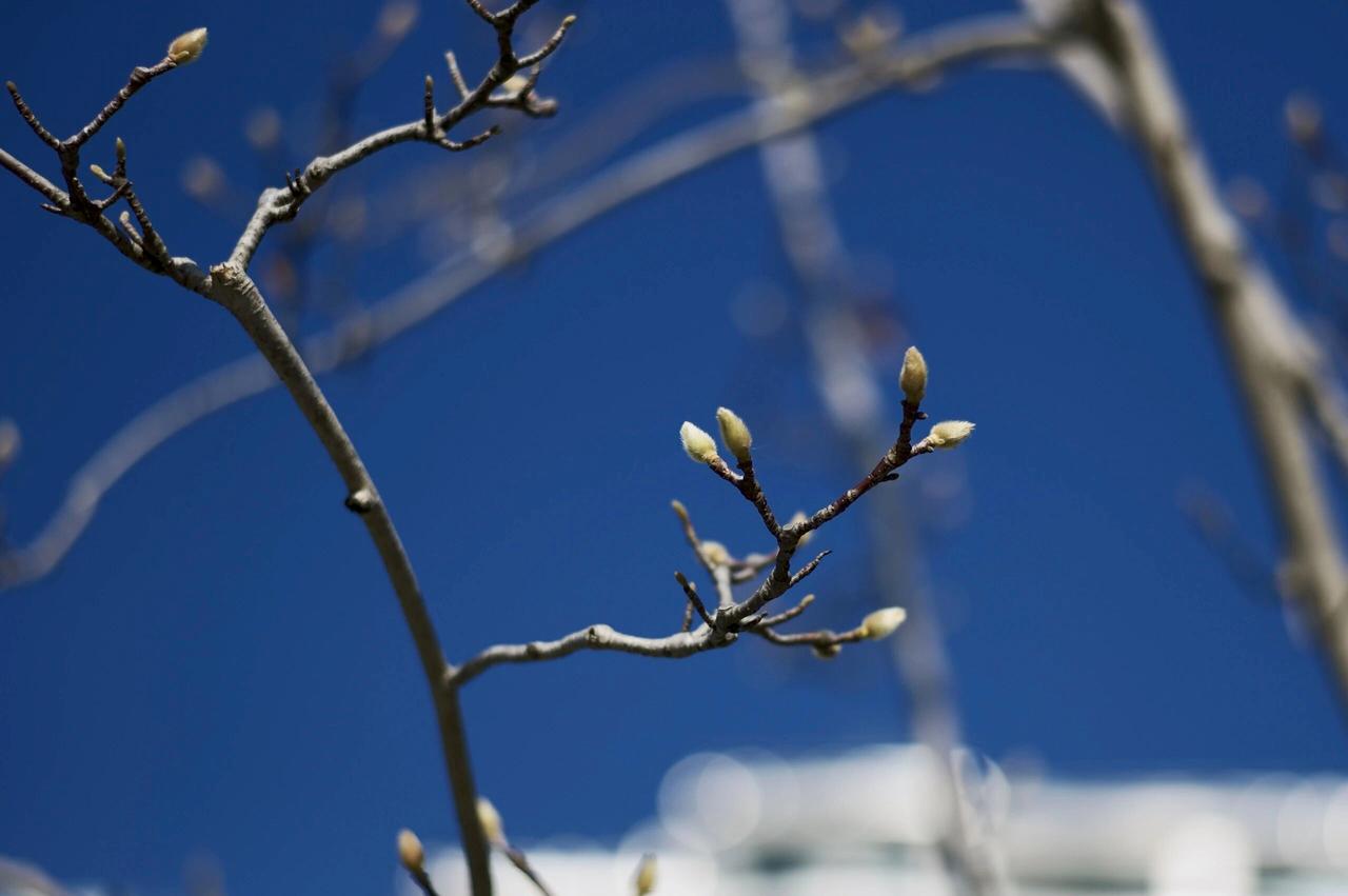春回大地，万物温柔重启

真是春回大地，天气已经退却了冬日的严寒。
 
看着外面