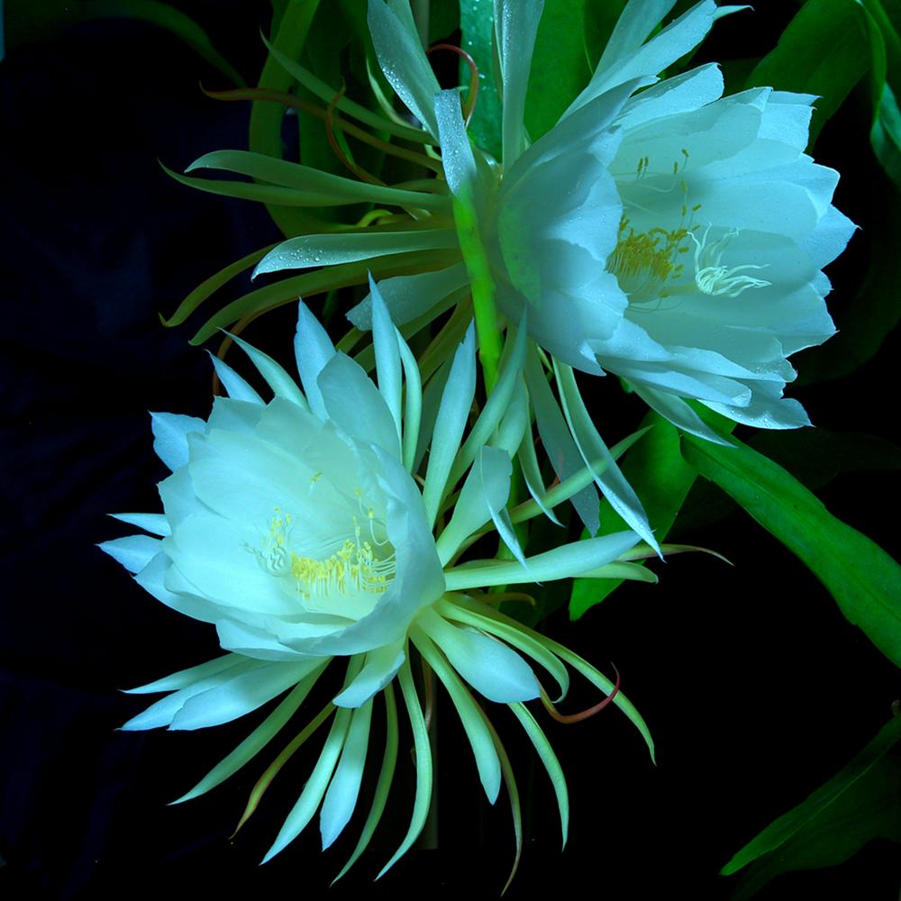昙花

孤芳可自赏
真美勿需扬
我自深夜开
不需扰蜂忙

躲开白日的喧哗
尘埃落