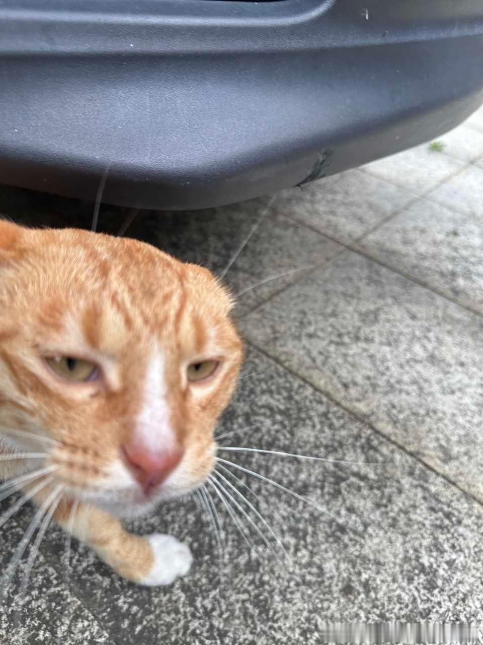 50569【丑猫】这次一定要上榜！ 