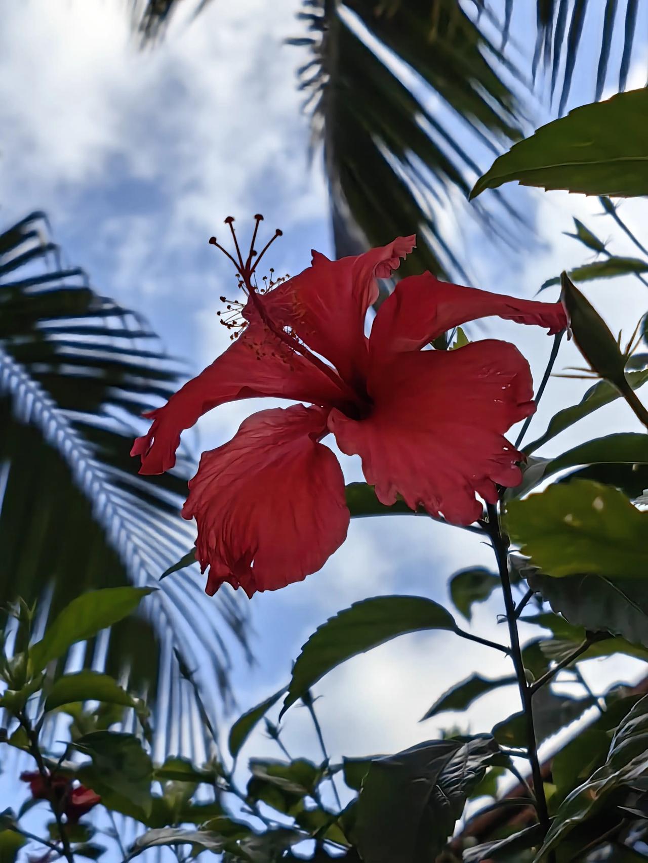 冬季的朱槿花，美到让人窒息。