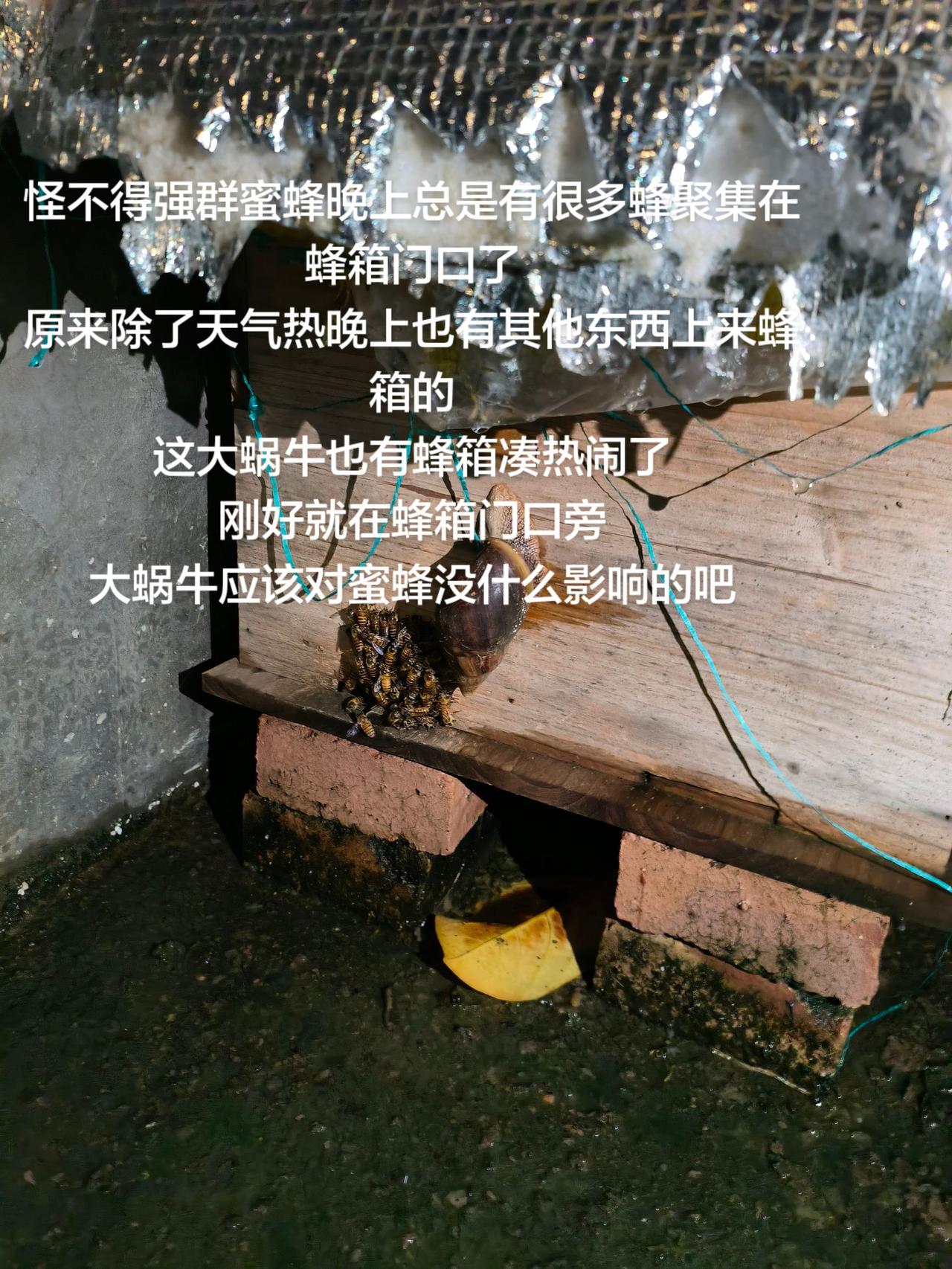 怪不得强群蜜蜂晚上总是有很多蜂聚集在蜂箱门口了
原来除了天气热晚上也有其他东西上