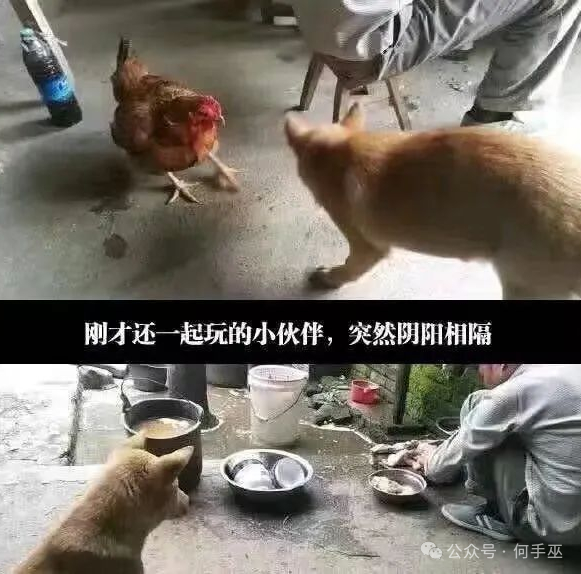 岁数大了，见不得这个，太馋人了。 ​​​