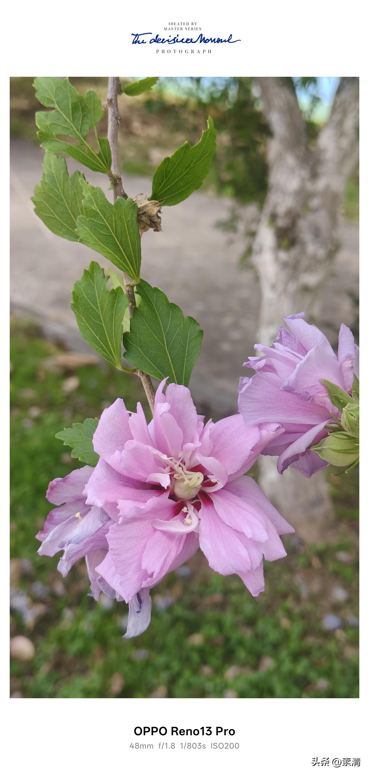 平日里在路边也常常能见到木槿花，可我还是第一次遇见这样神奇的木槿树。
 
散步的