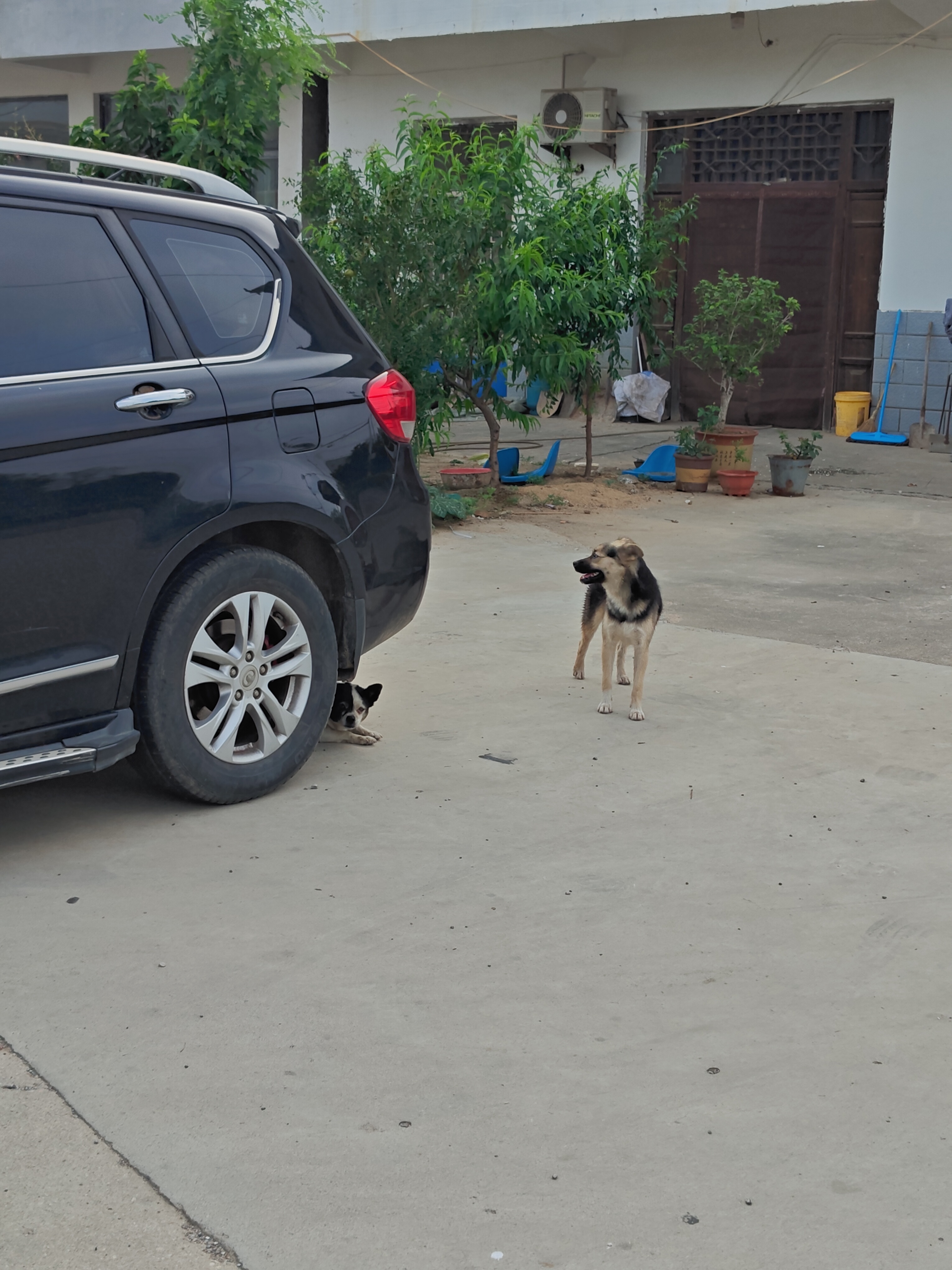 偶遇三条有缘狗🐶 ​​​