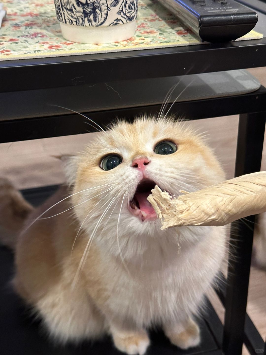 小猫咪也要过节吖🎁