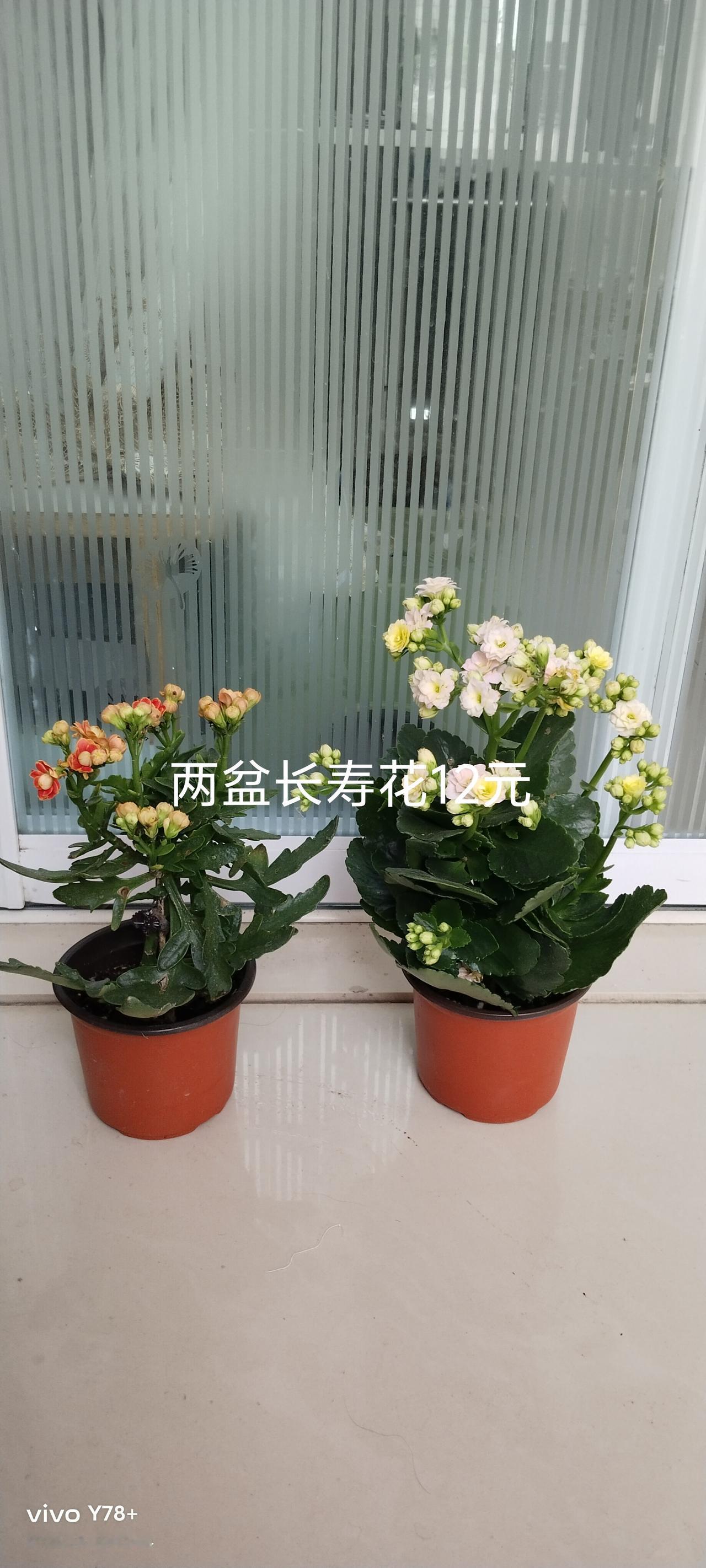 专业的人干专业的事，这话不假！
就拿养花来说吧，自己也在网络上学习了诸多的养花知