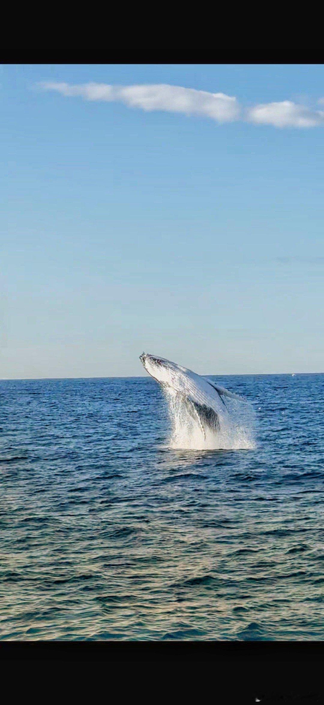 冬天的塔斯马尼亚🌊 ​​​