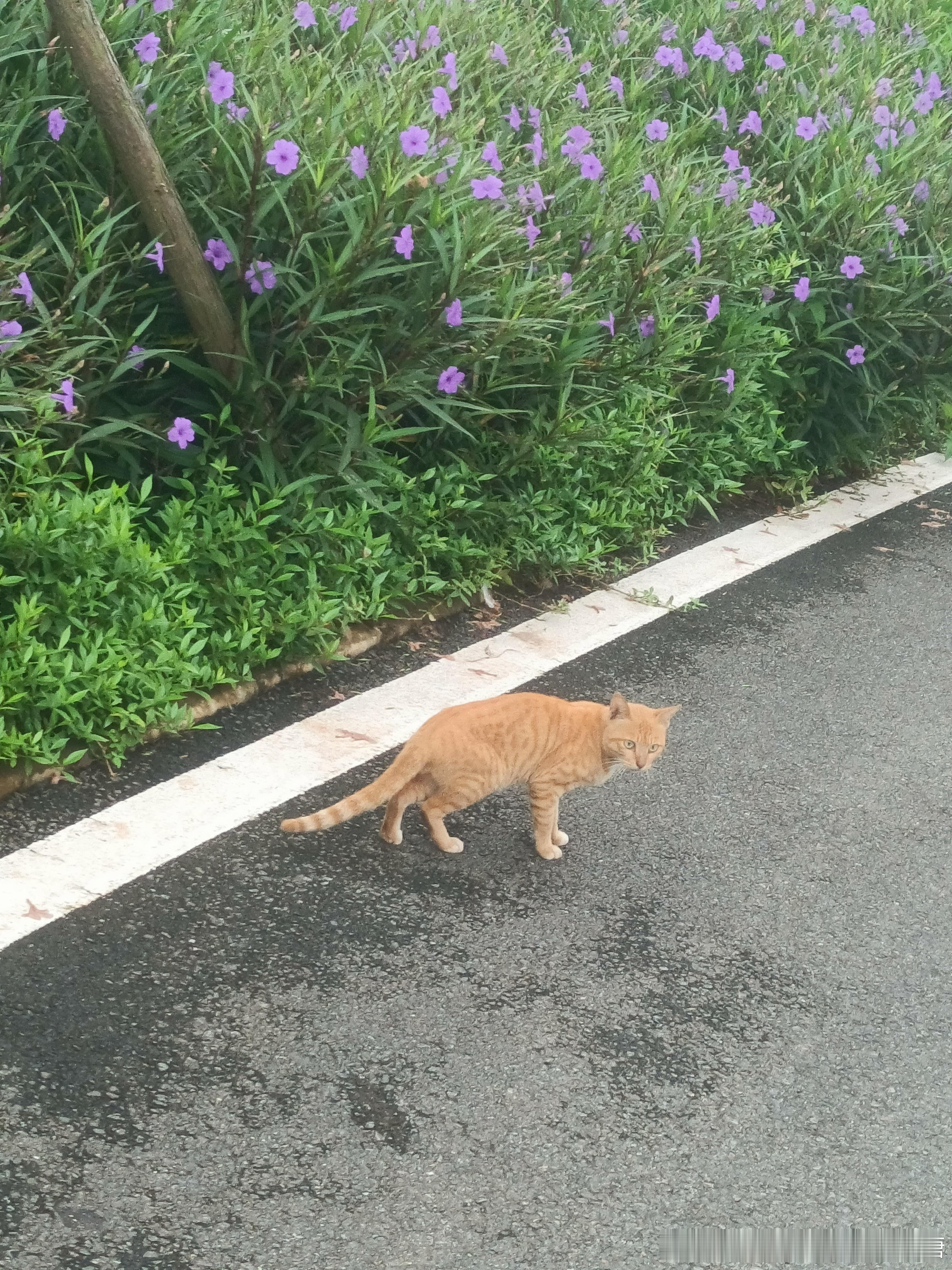 早起的一天！小猫 ​​​