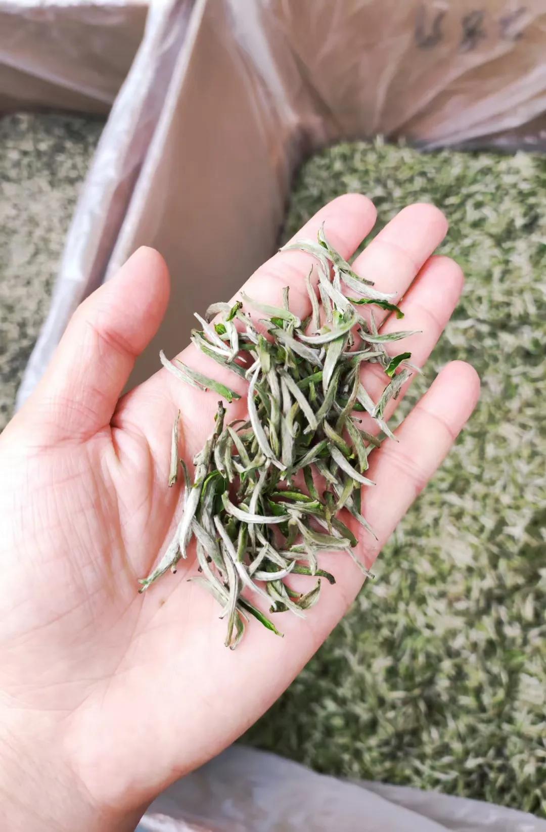 穿过层层雾霭
一排排茶树绿意盎然
一芽芽茶尖生机勃勃
……
茶农们腰挎竹篓
穿梭