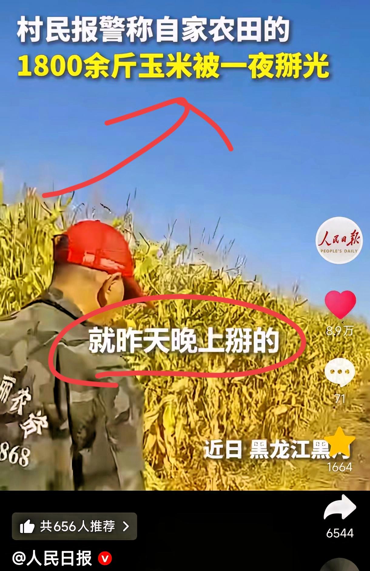 “上人民日报了!” 黑龙江黑河，一位村民早上起来掰玉米，哪料，走进农田一看，惊呆