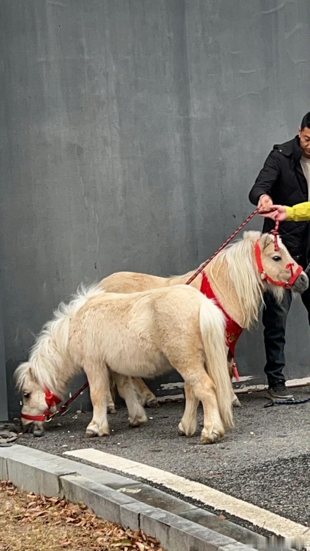 谁家晚会真的让真马上台啊被浙江卫视越剧春晚惊到失语！居然真的把小萌马牵上舞台，马