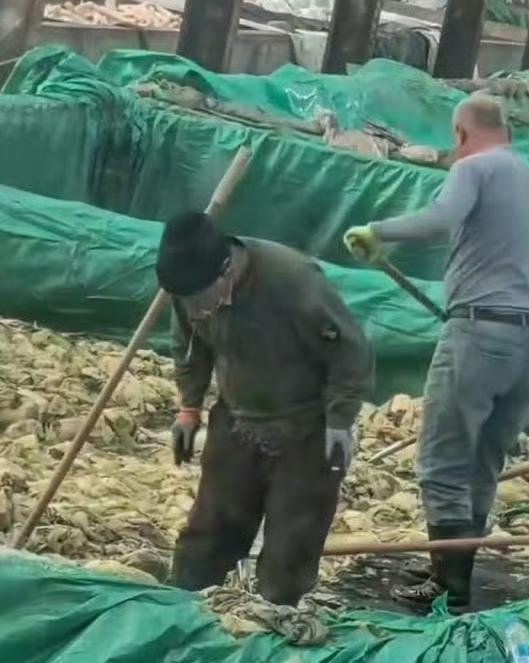 男子在酸菜池中抽烟乱吐市监局确认酸菜生产乱象属实
近日，一段“男子在酸菜池中抽烟