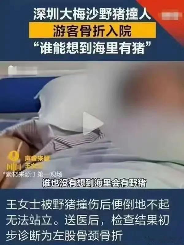 你说你在哪里被野猪撞了？
在海里！
谁呢想到海里有野猪啊？