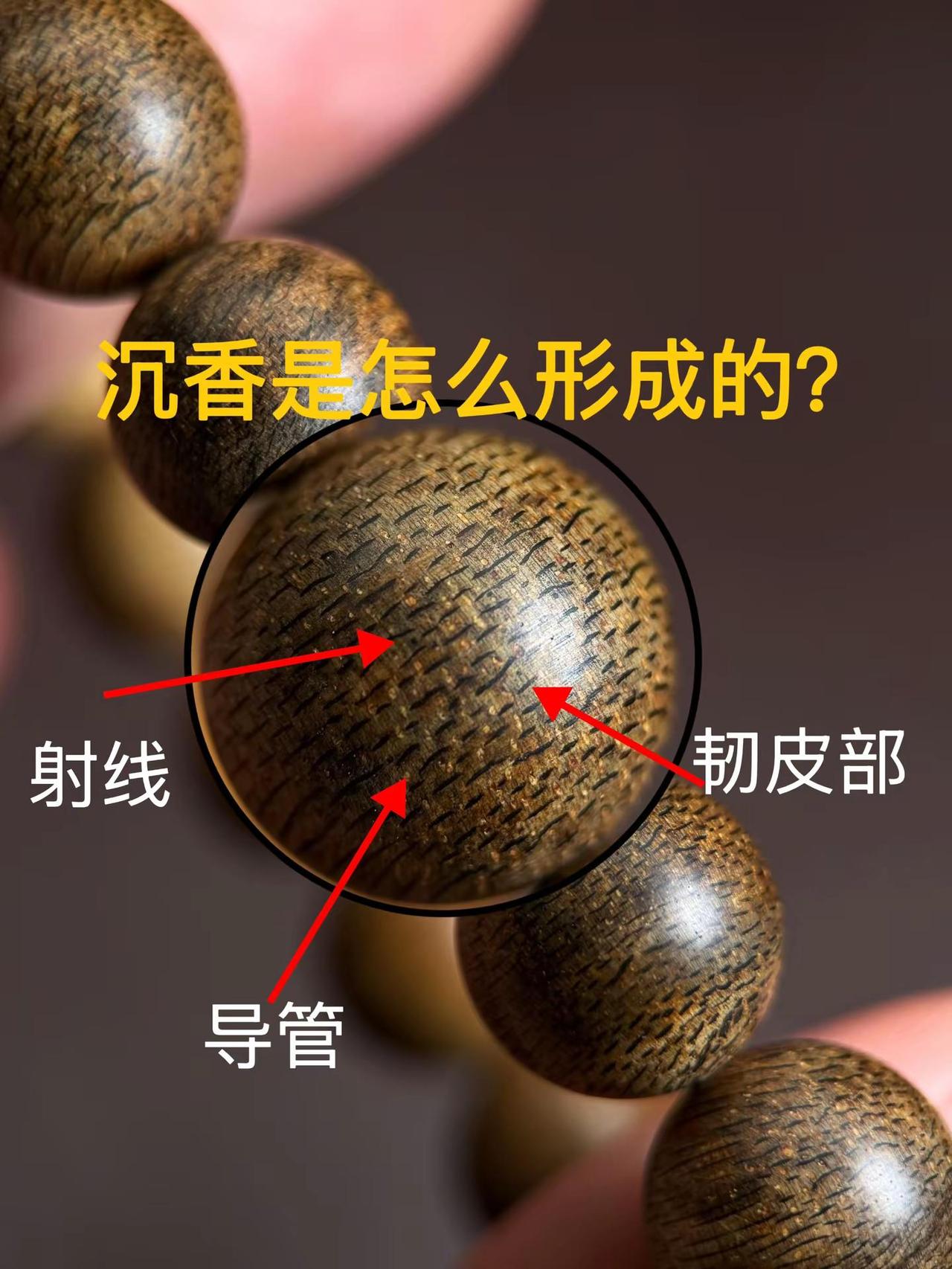 ✨沉香是怎么形成的？✨沉香结香过程中，四大要素是怎么相互配合的？1️⃣：沉香的结