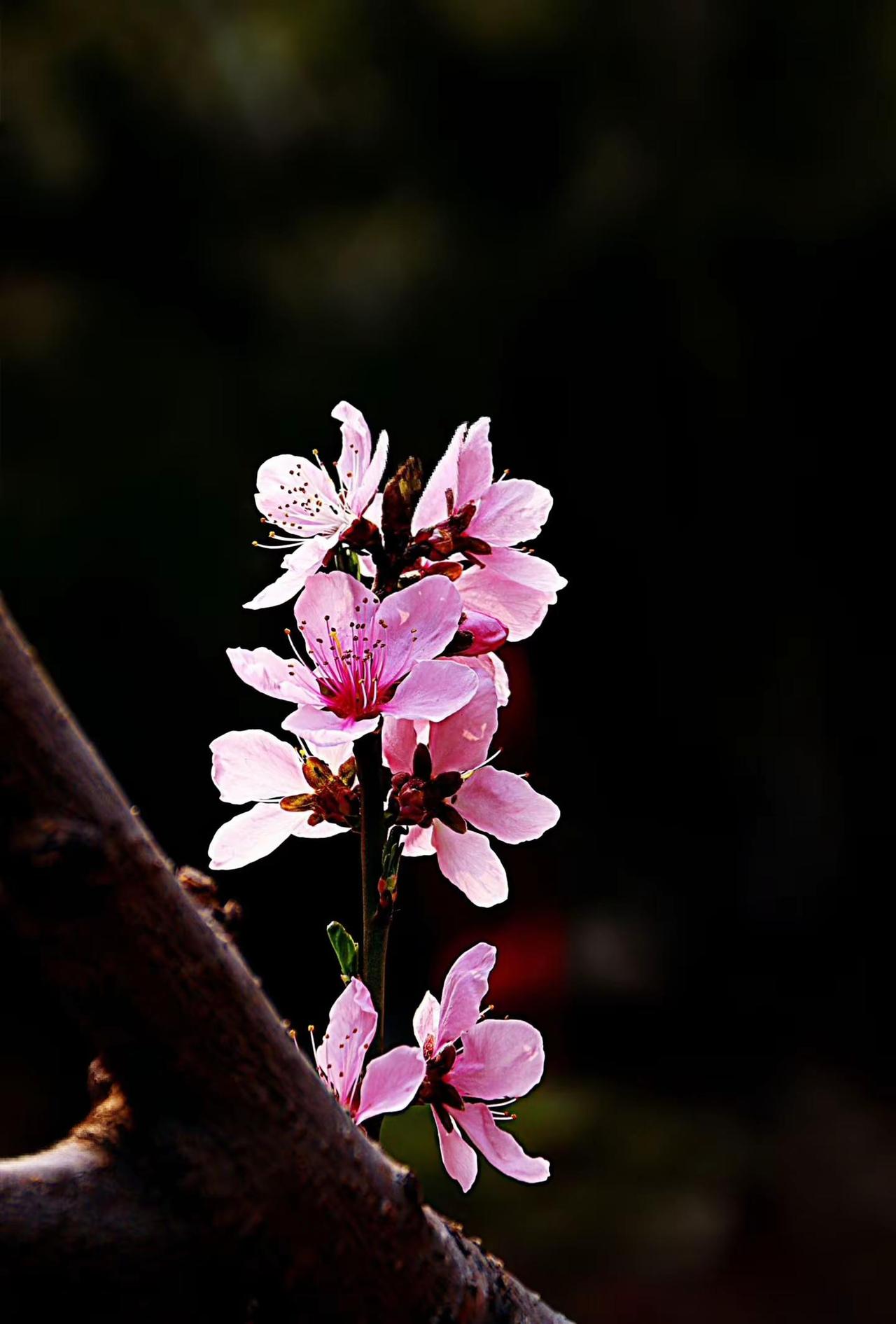 桃花树下美人开。我的摄影日记 拍花治愈系 原创花草摄影 拍花随记