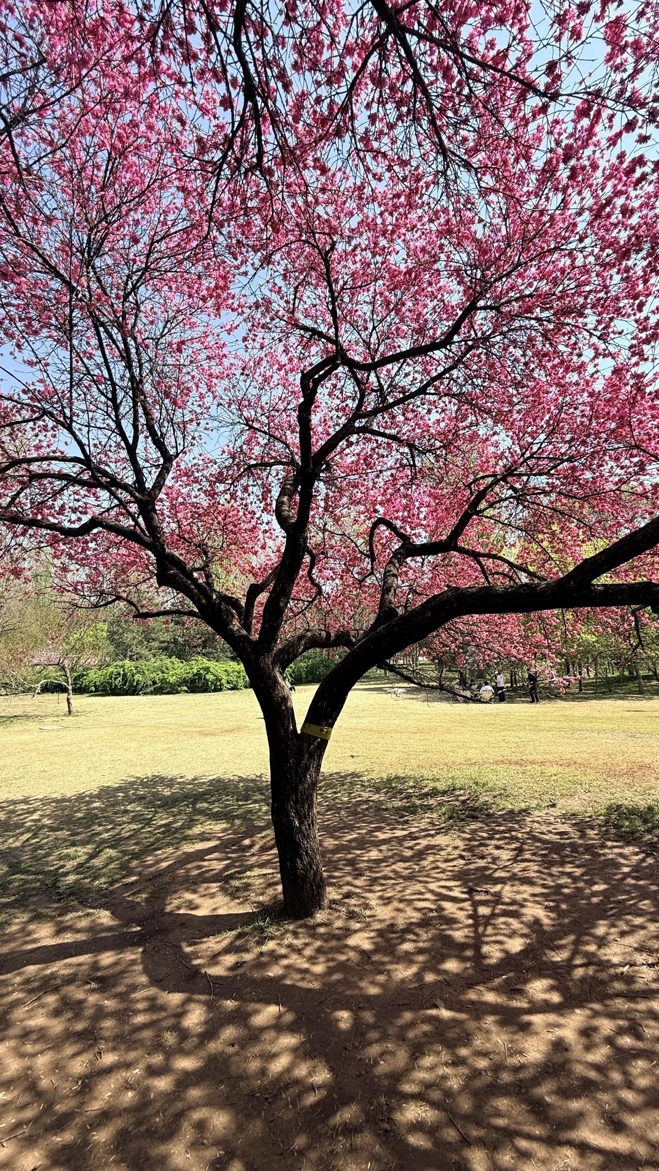 菊花桃
太平河风景区
石家庄公园 
石家庄赏花