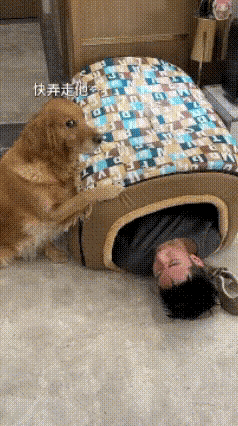 河南，一女子下班回家看到喝多的老公躺在狗窝里睡的正香，狗狗坐在旁边疑惑的注视男主