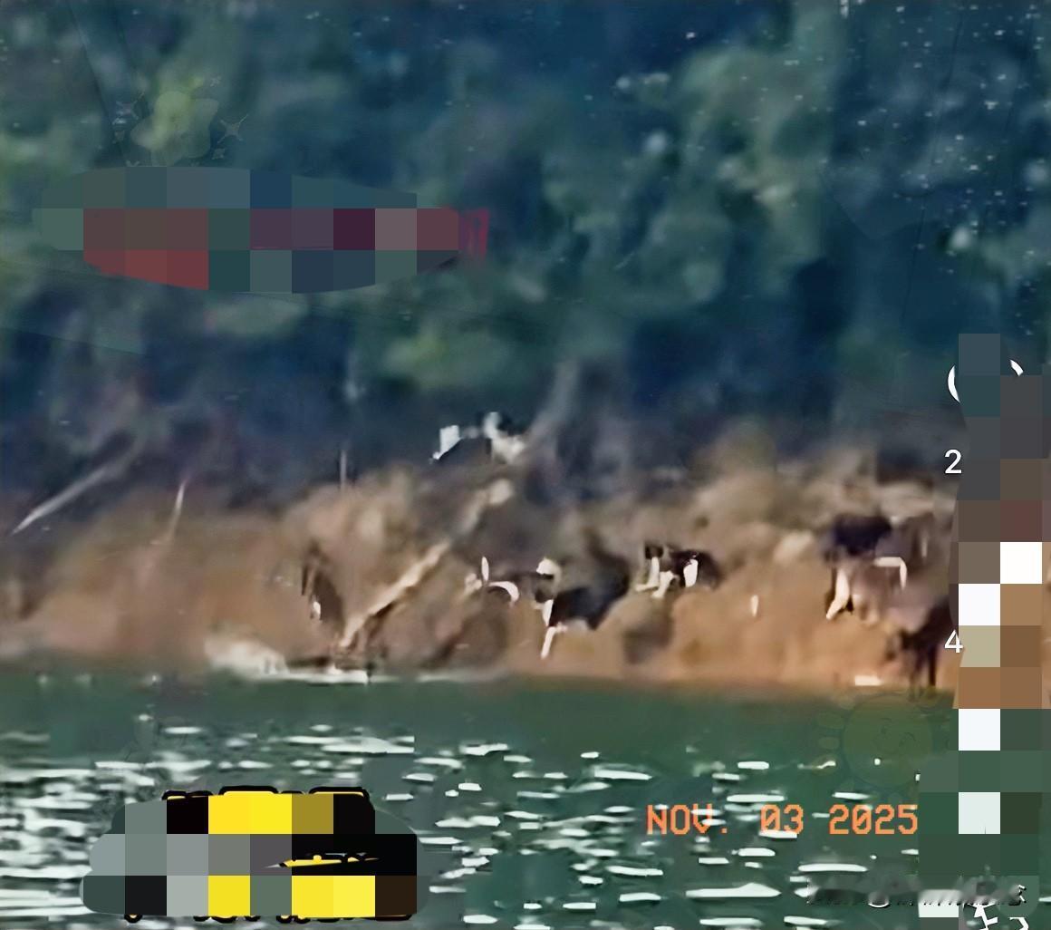 见过离谱的放生，

但这次真让人血压飙升！

广东清远迎嘴水库，有人拉了几卡车从