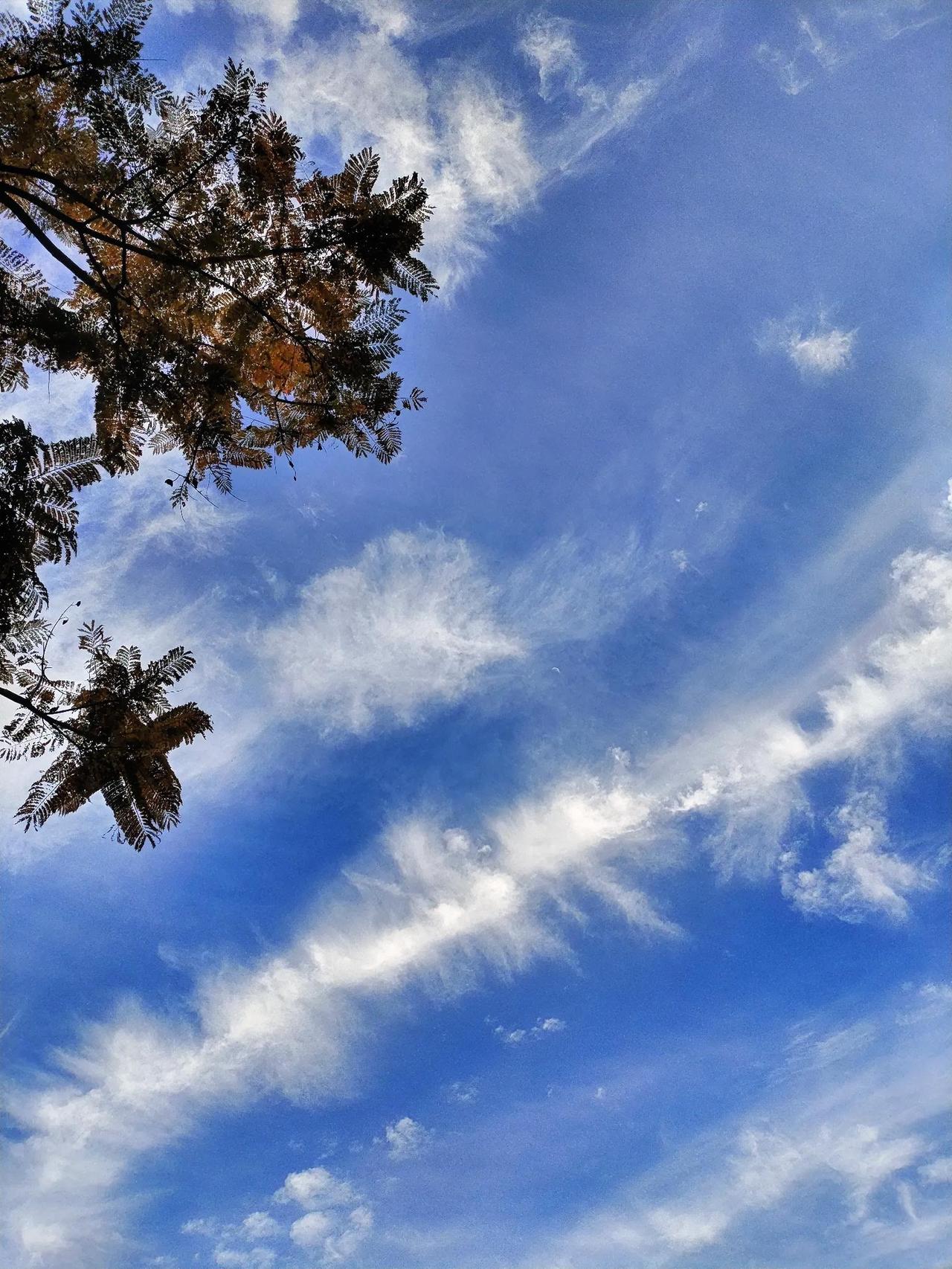 蓝天白云下的树影，自然之美尽收眼底。当微风轻轻拂过，那树影也随之摇曳，仿佛是大自