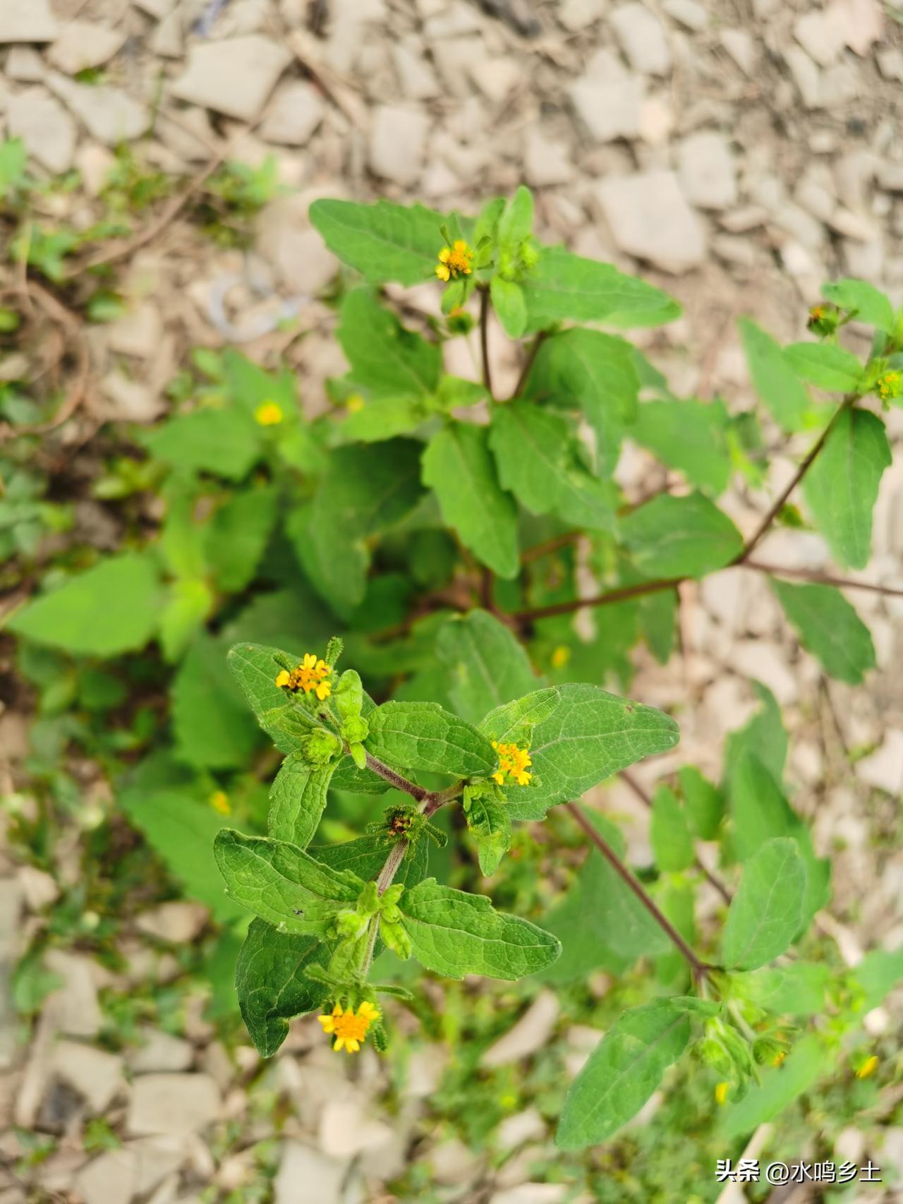 豨莶草这个草本就喜欢生长在房前屋后，在农村常见，不过平时就是一颗杂草！