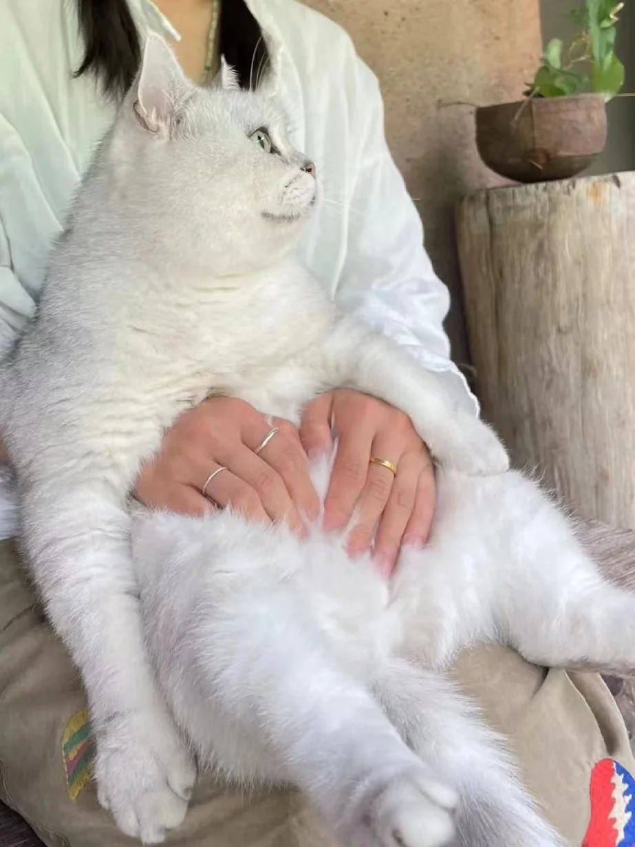 退一万步讲，阿猫怎么就不是我生的呢