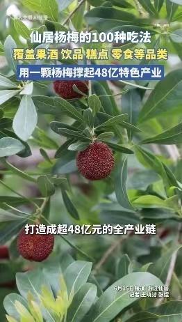 同样是杨梅，浙江把区域品牌价值做到行业天花板。仙居杨梅品牌价值35.49亿元，连
