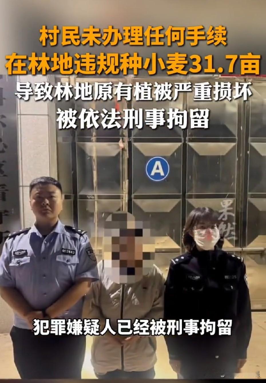 不就是种了点粮食吗？怎么就被刑拘了？
 
真的看懵了！内蒙古王某在承包林区间种3
