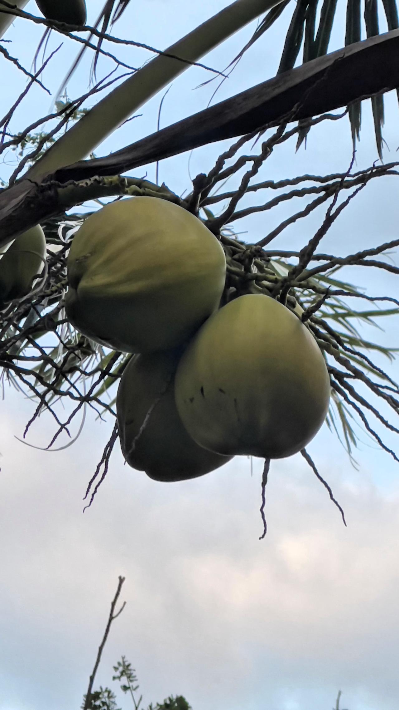 发一张图证明你去过海南