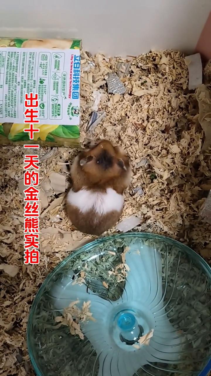 出生十一天的金丝熊实拍。