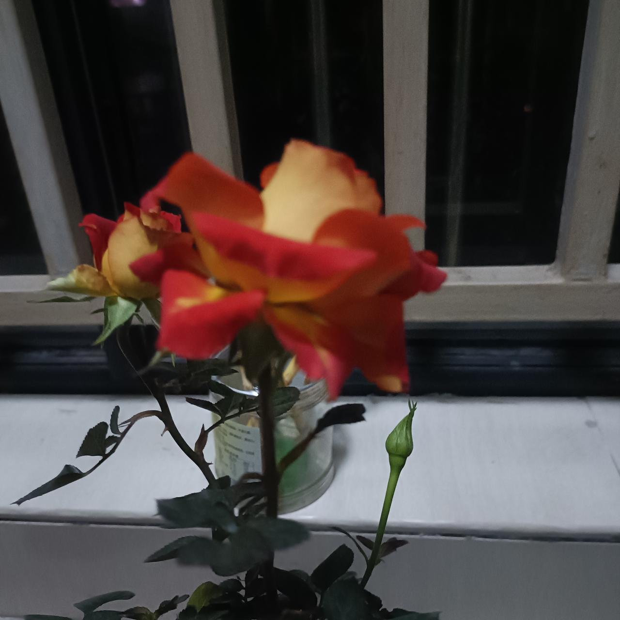 分享我这周有趣的事：月季花好看就是难养，不晓得这次的能养多久