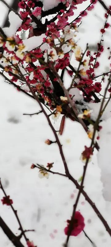 上联：雪压梅花白，
下联：风摇竹叶青。