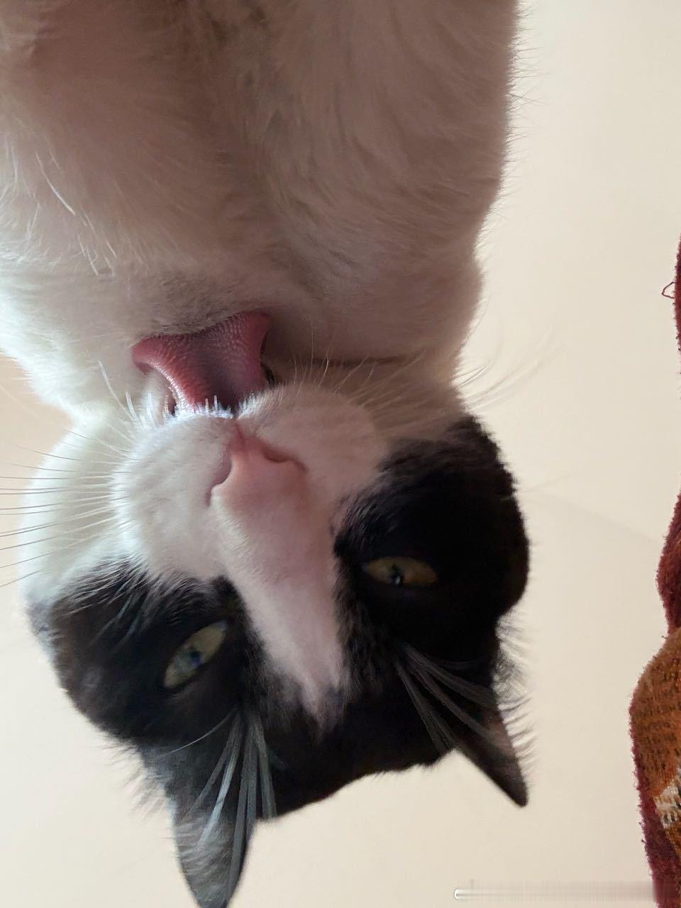 49572【丑猫】被大叔咪凝视 