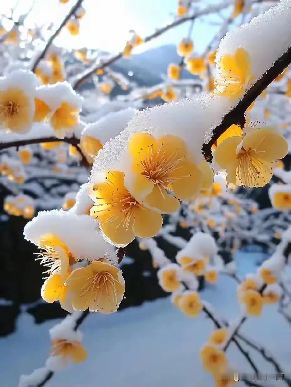 沁园春•腊梅
        滴水凝冰，飞雪撒毛，遁土蛰虫。见壑清山瘦，百花凋谢