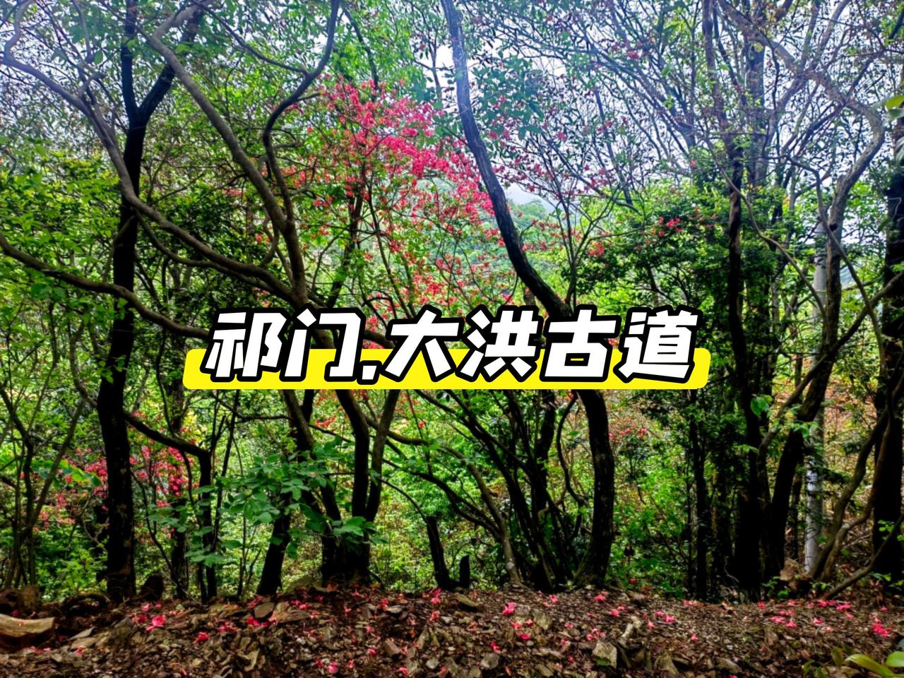 皖南祁门县，距今已有千年历史的大洪古道。 昔时，是古徽州前往安庆府的必经之路，享