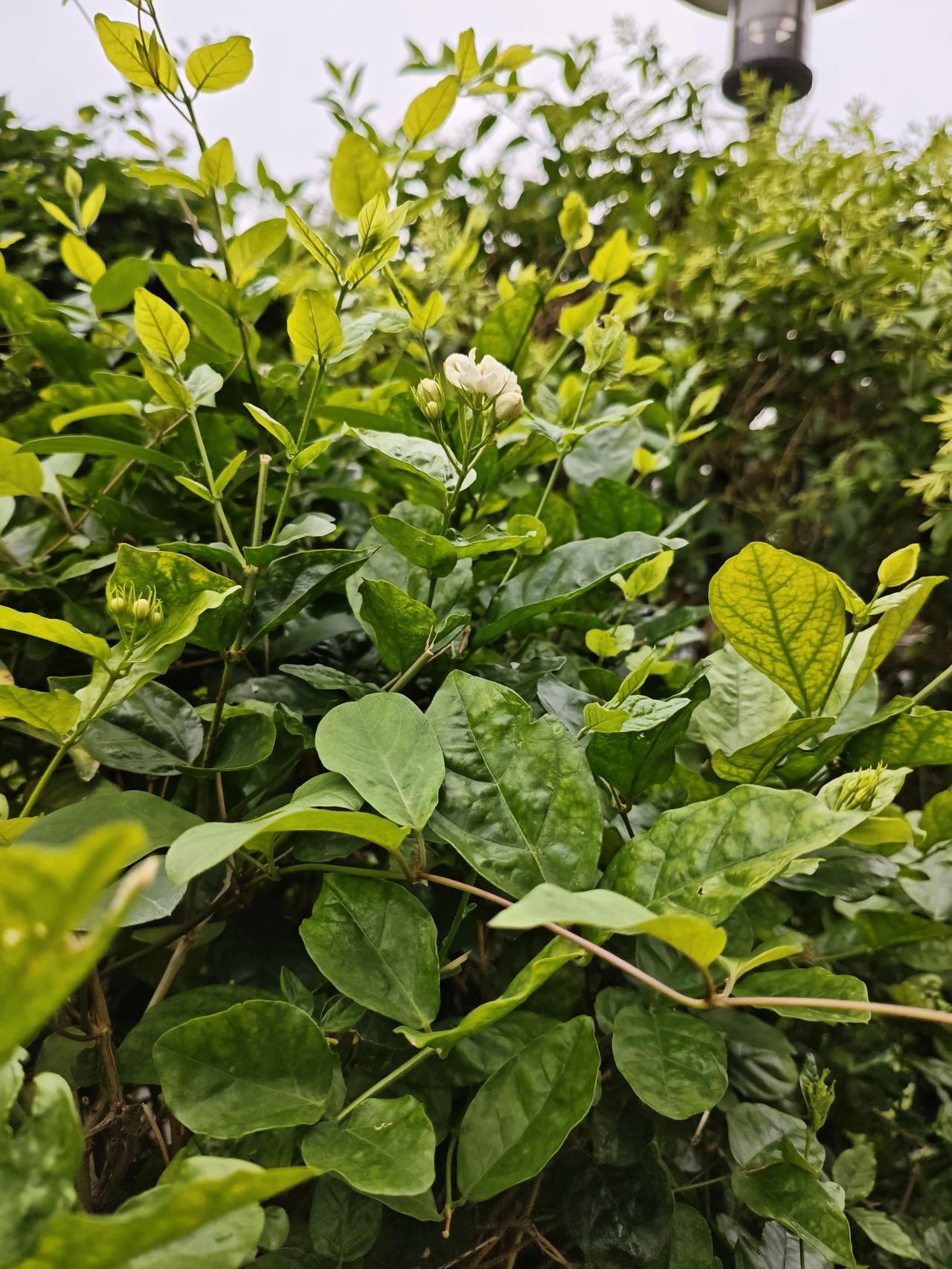 今日随手拍路边拍到的一株茉莉花开花了，香气扑鼻，还有蝴蝶在那儿飞舞！