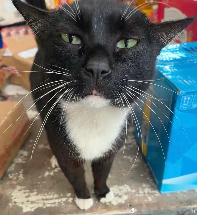 49398【丑猫】新品种藏狐 