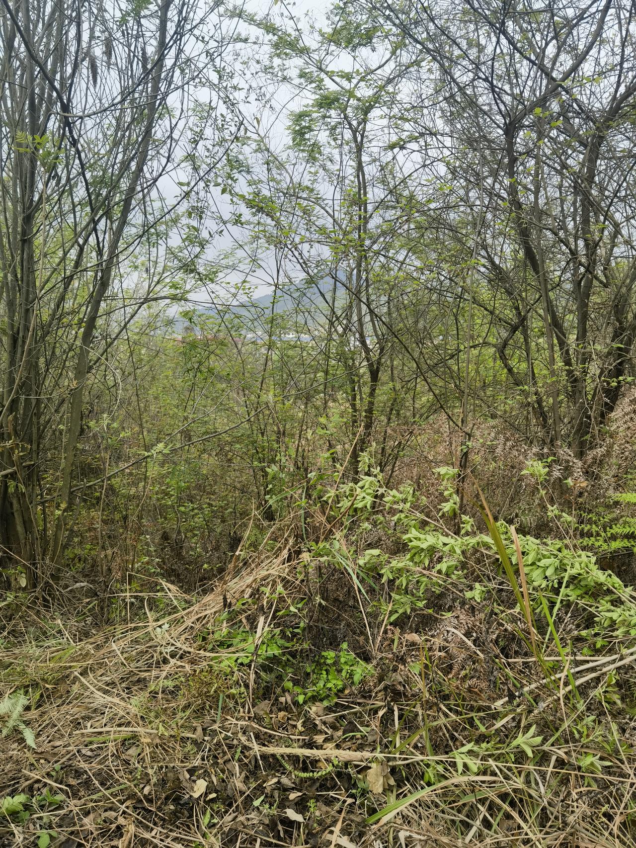 又是一年清明，雨霁天青。
祭扫寄哀思，草木寄深情。

立于山前，看新枝抽芽，旧草