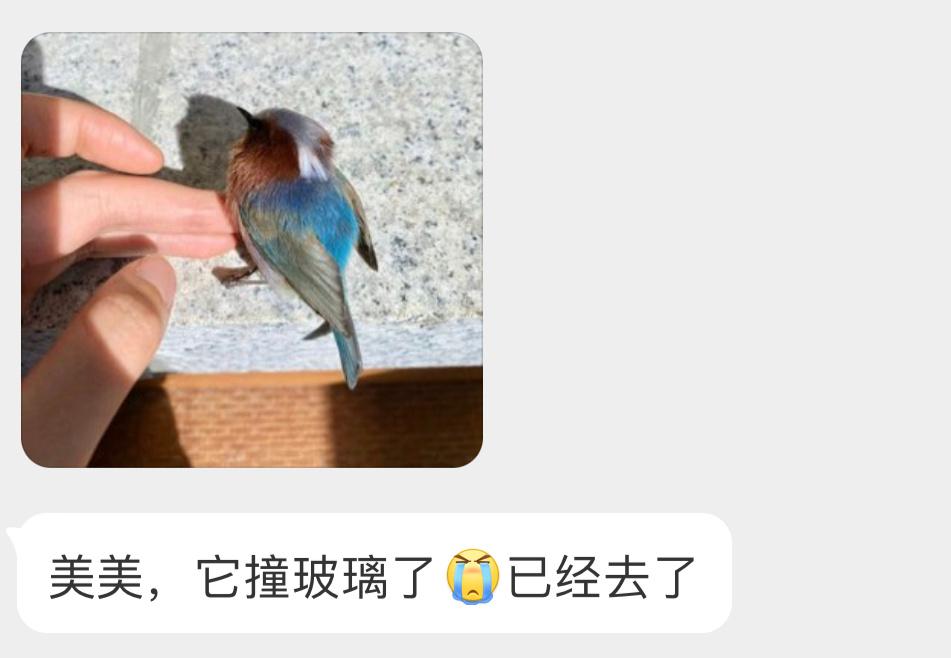 #撞玻璃的鸟# 撞玻璃的【凤头雀莺】它多美啊 但再也无法自由飞翔了来世再飞 ​​