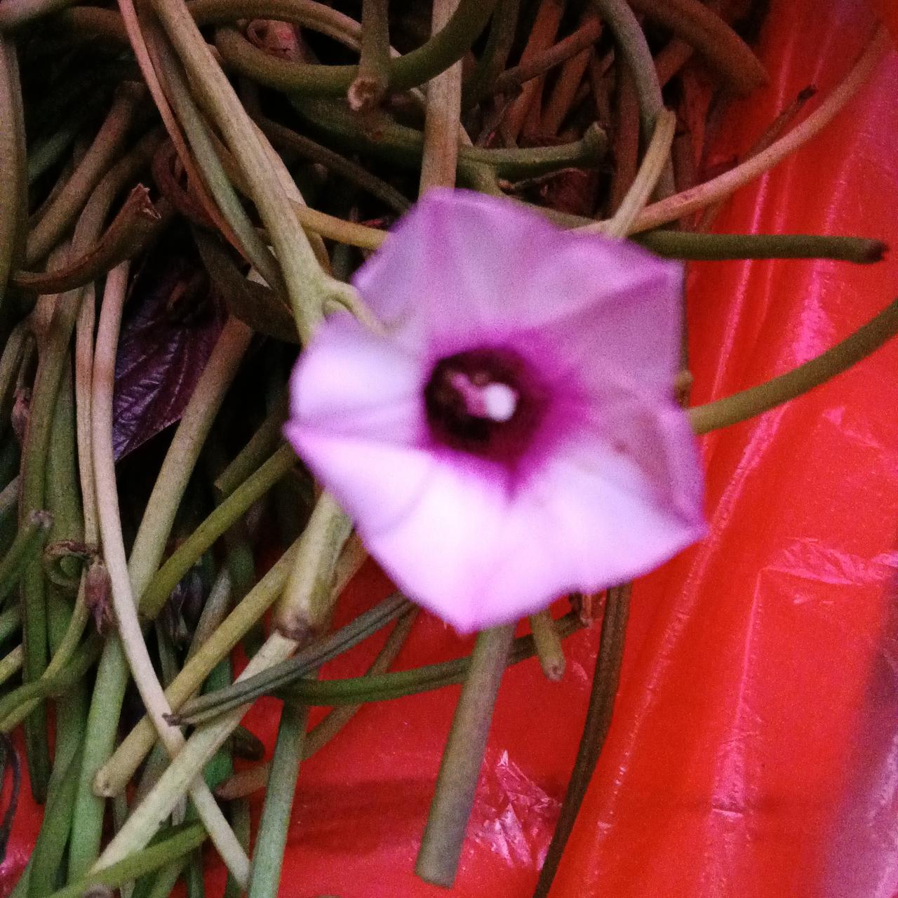 红薯秧开花了

朋友们大家好，我目前坐标是广西巴马县坡月村。

三天前我在当地阿