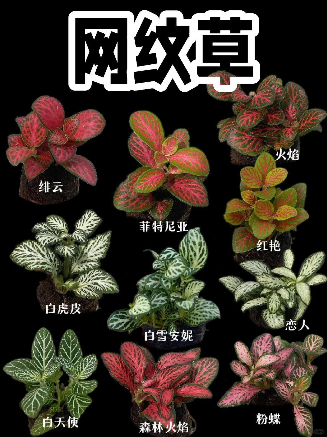 【网纹草】五颜六色、五彩缤纷、五花八门