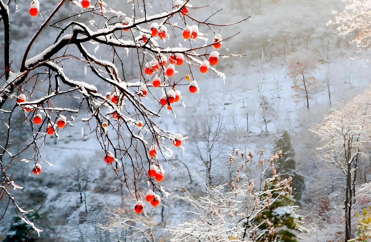今年的立冬，冷得藏着温柔的盼头
今年的立冬，仿佛是冬姑娘提前按下了速冻键，寒意来