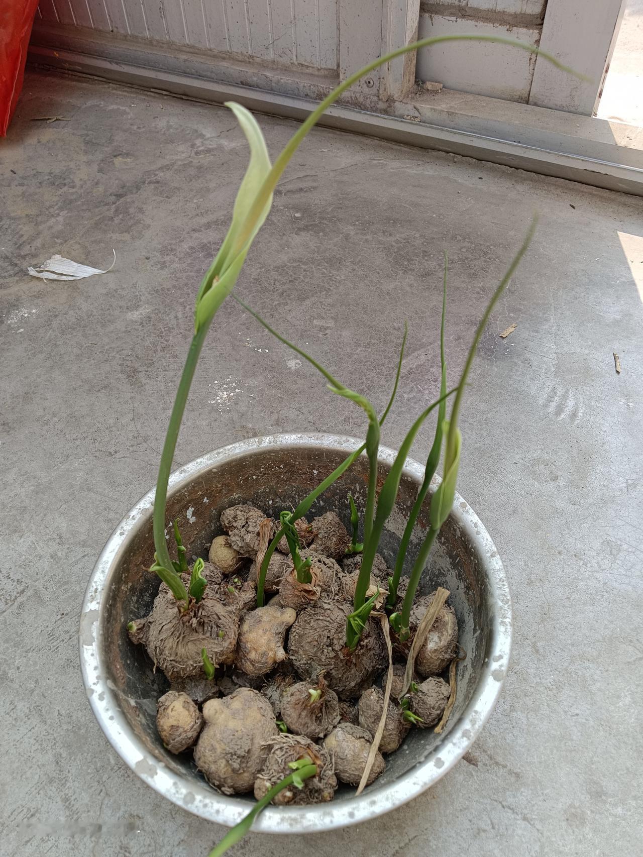 这种植物生存能力也太强了吧，今年本来不想种它了，咱也不知道它的名字，只知道是中药