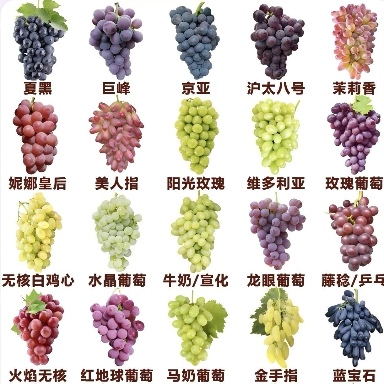 市面上葡萄品种越来越多，不同品种在甜度、脆度和风味上差别不小，很多人挑的时候容易