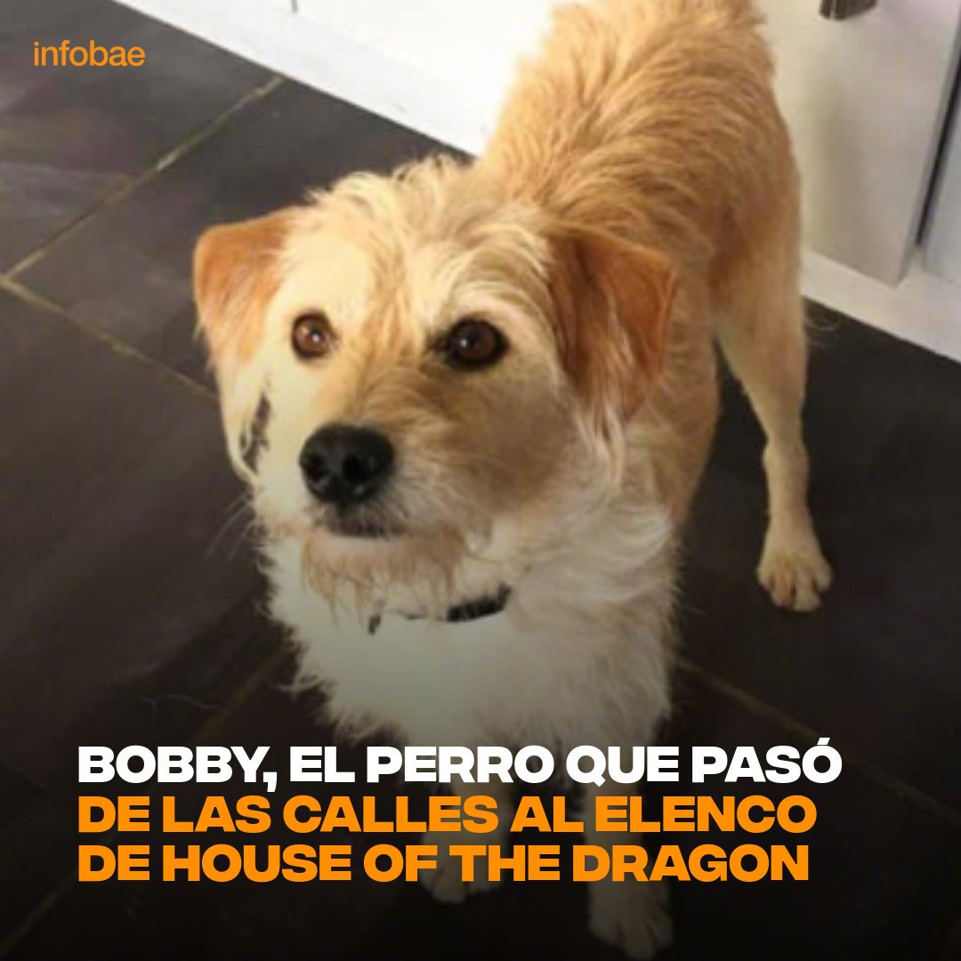 #龙之家族#中的狗狗演员Bobby曾是流浪狗，被收养后还出演过《库伊拉》[抱一抱