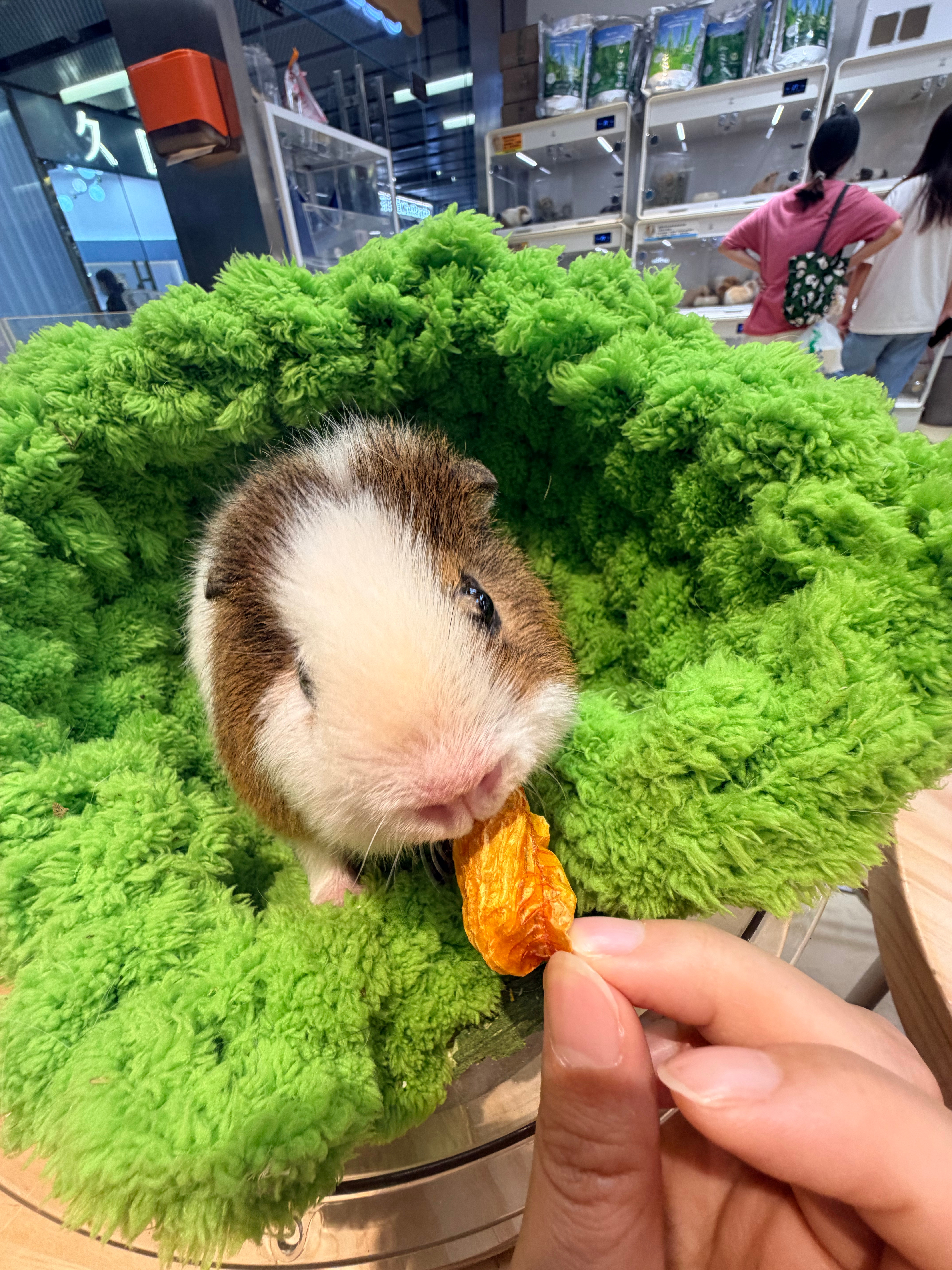 🐹🌋🍁🎀 