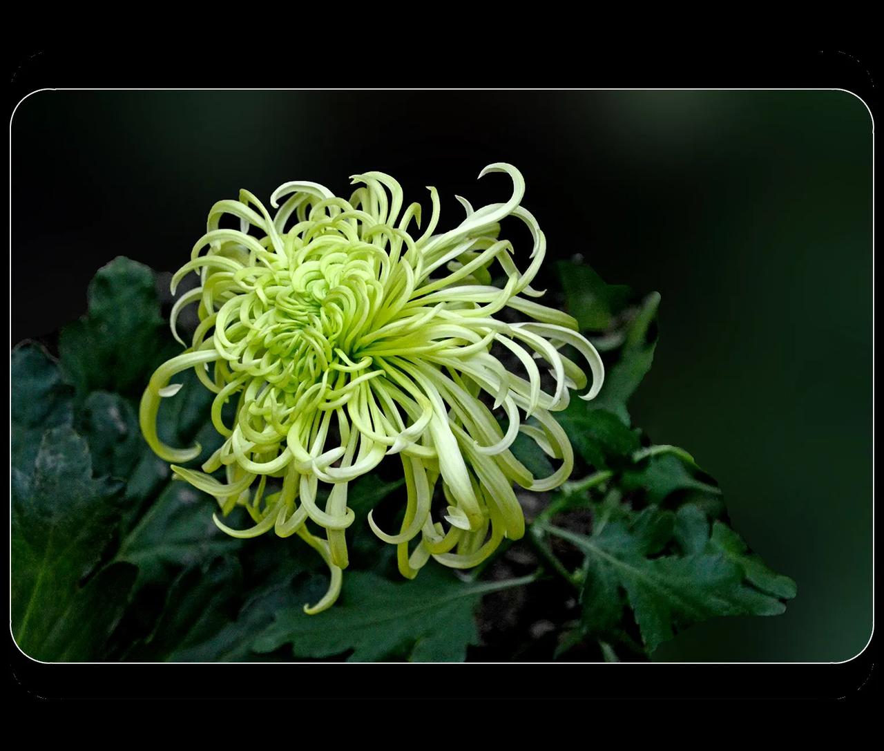 《菊花》
到了寒冬，公园里就没有什么好花了，发头条总觉得还是该有花。菊花，在成都