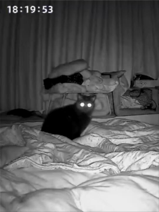 小猫，这里禁止打远光